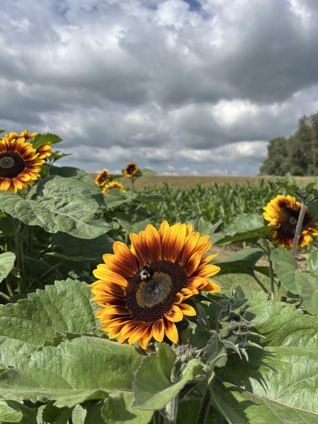 Image   2025 07 22T091316.958