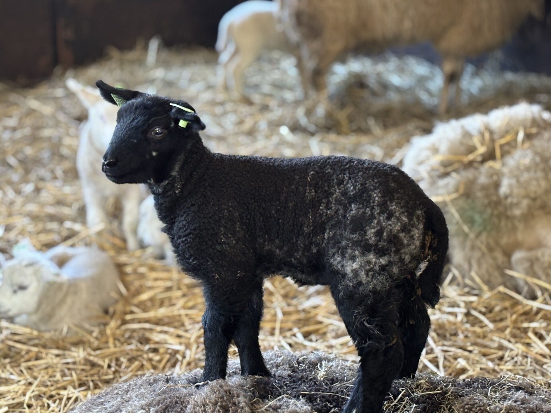 Lammetje zwart